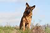 BERGER ALLEMAND 568